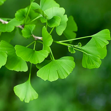 Ginkgo Biloba