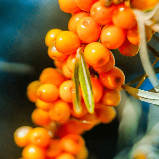 Seabuckthorn