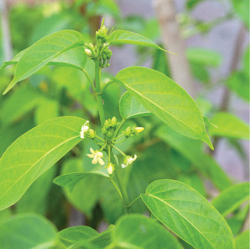 Gurmar (Gymnema sylvestre) leaves used in Ayurveda for supporting healthy blood sugar balance and reducing sugar cravings