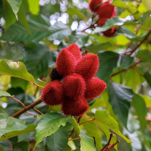 Annatto seeds from Bixa orellana plant known for antioxidants and eye health support