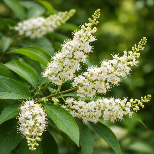 Lodhra bark natural Ayurvedic herb for hormonal balance