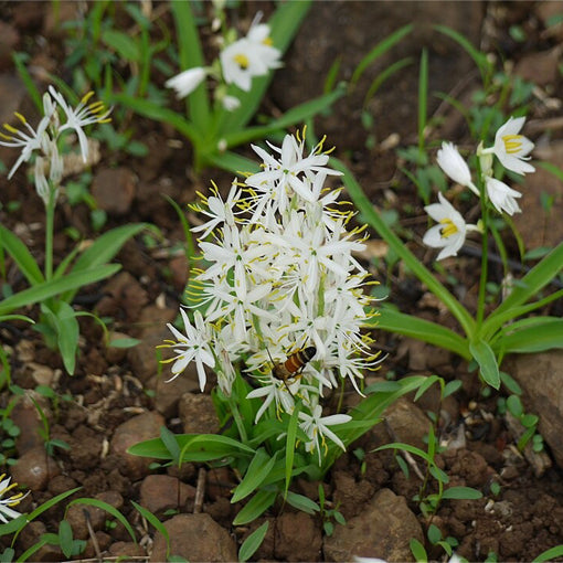 Safed Musli root (Chlorophytum borivilianum) – Ayurvedic herb for vitality, stamina and sexual wellness