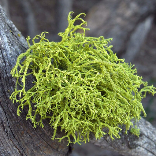 lichen plant growing on rocks in clean natural environment