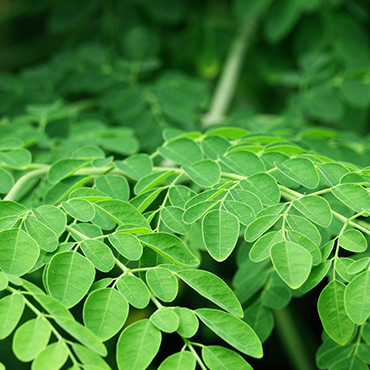 Moringa : How does it benefit your mind and body?