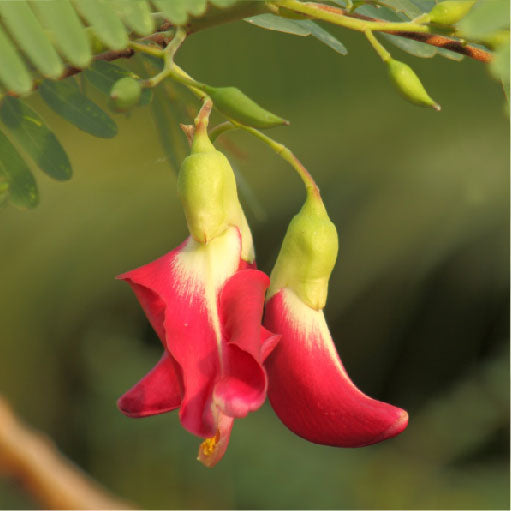 Agati plant leaves used in Ayurveda for digestion and hair health