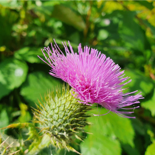 Milk thistle (Silybum marianum) plant with purple flower used for liver detox and fatty liver support
