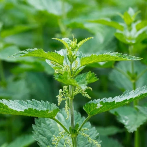 Stinging nettle leaf (Urtica dioica) fresh green leaves used in Ayurvedic herbal medicine