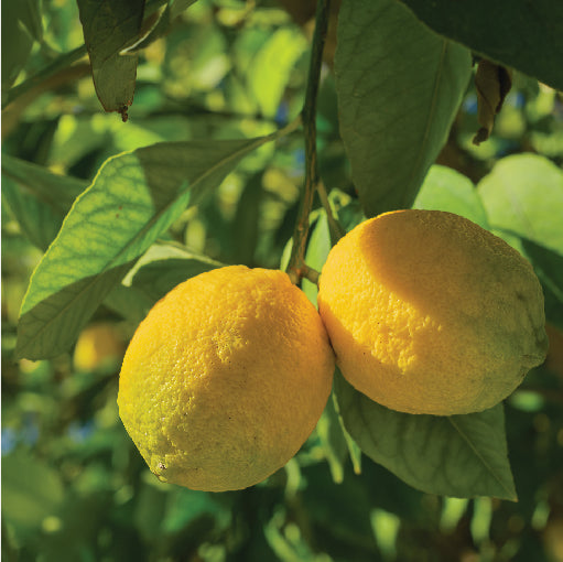 Lemon used in daily wellness routine for digestion, immunity and detox support