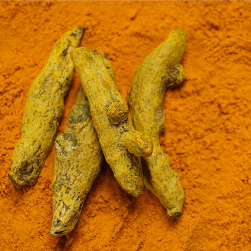 Turmeric root and turmeric powder showing natural turmeric benefits for immunity, skin, digestion and joint health