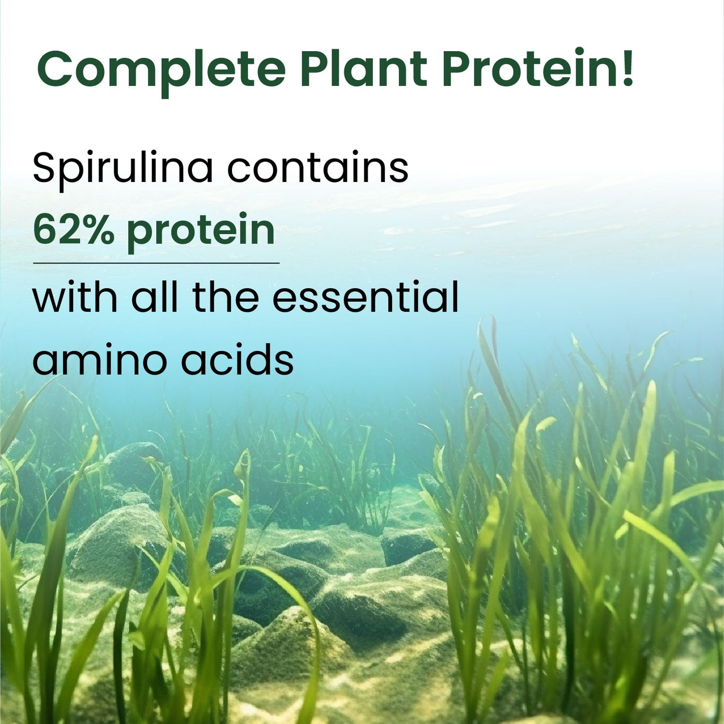 Vlado's Himalayan Organics Spirulina Powder (100g) | For Men & Women | Contains 62% Protein I Natural Superfood | Rich in Protein, Vitamins & Minerals | Boost Energy & Immunity | Support Digestion & Skin health