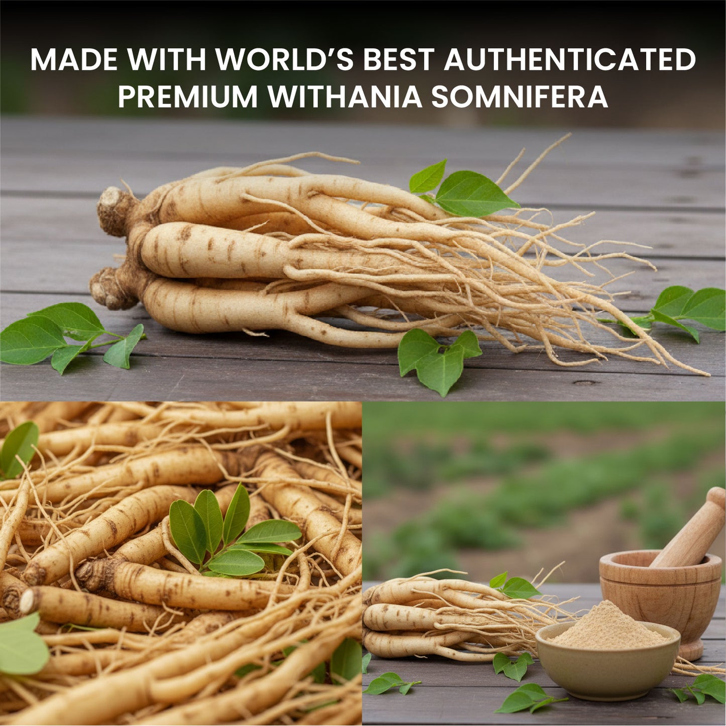 Vlado's Himalayan Organics 100% Organic Ashwagandha Powder 100gm - Withania Somnifera | Pure Ashwagandha Powder Organic -Support Muscle Recovery & Boost Energy Level | USDA Certified for Vitality, Strength & Stress Management | 100gm