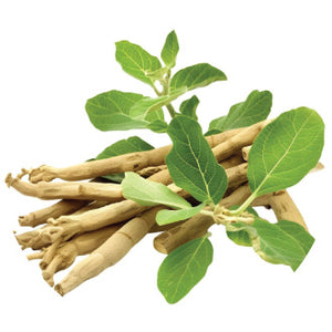 Ashwagandha Root Extract