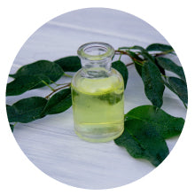 Gymnema (Gurmar) Extract