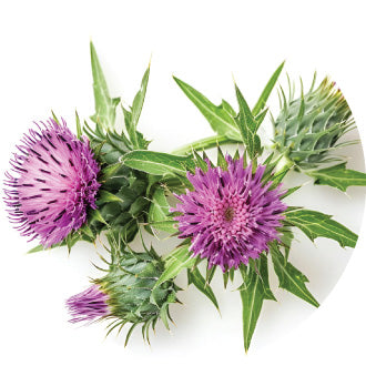 Milk Thistle
