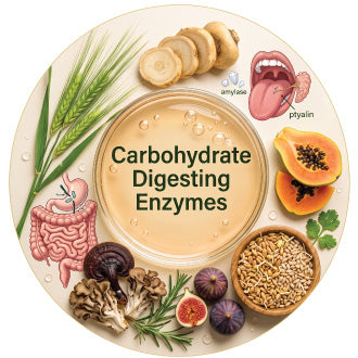 Carbohydrate Digesting Enzymes
