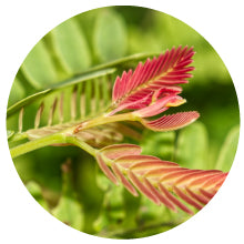 Natural Biotin (Sesbania Grandiflora)