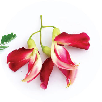 Natural Biotin (Sesbania Grandiflora Extract)