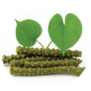 Guduchi (Giloy) Extract