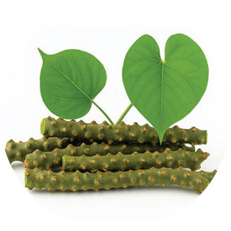 Guduchi (Giloy) Extract