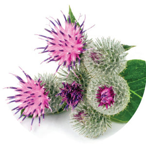 Milk Thistle (80% Flavone Glycosides)