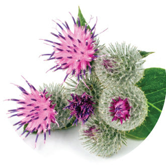 Milk Thistle (80% Flavone Glycosides)