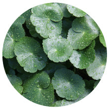 Ginkgo Biloba Extract