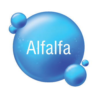 Alfalfa