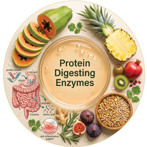 Protein Digesting Enzymes