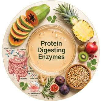 Protein Digesting Enzymes