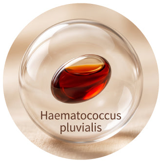 Brahmi Extract (20% Bacopasides)