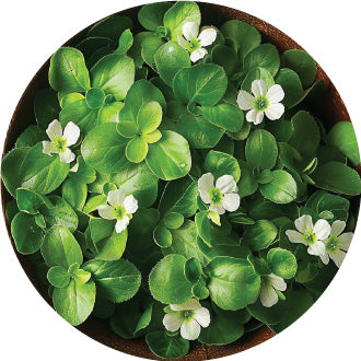 Bacopa Monnieri Extract (Brahmi) (20% Bacopasides)