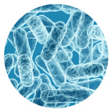 Lactobacillus acidophilus