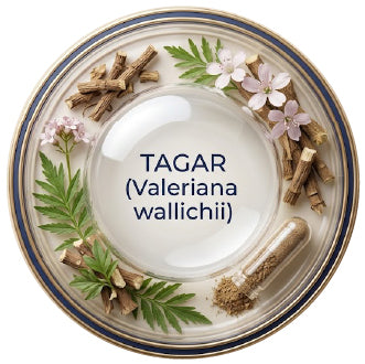 Tagar (Valeriana wallichii)