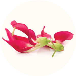 Agathi (Sesbania grandiflora)