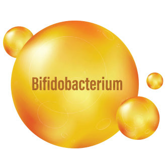Bifidobacterium Blend
