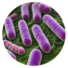 Lactobacillus rhamnosus