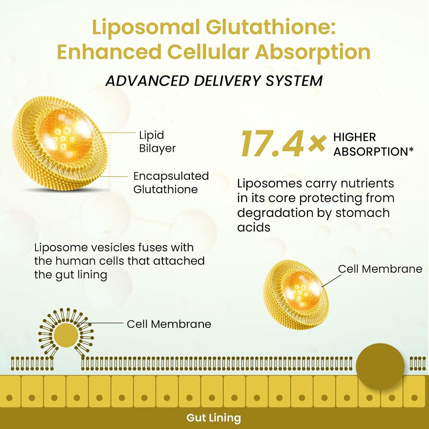 Vlado's Himalayan Organics Liposomal Glutathione 650 mg+ Advanced Liposomal Formula with N-Acetyl L-Cysteine , Vitamin C & B12 - Cellular & Face Health - Helps in Skin Hydration & Skin Glow - Liver Health & Detoxification Support - 30 Veg Capsules