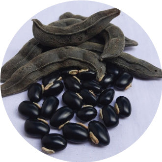 Gokhura Fruit Extract