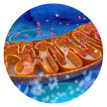 Lactobacillus gasseri