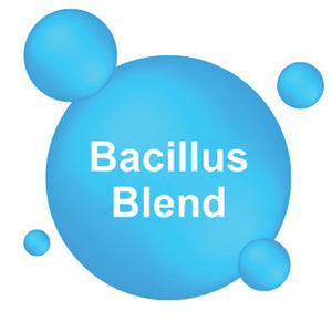 Bacillus Blend