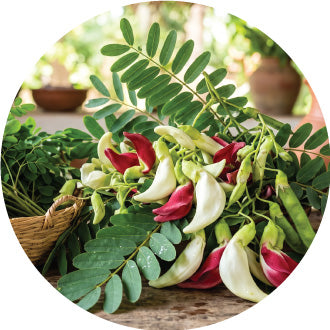 Moringa & Agathi