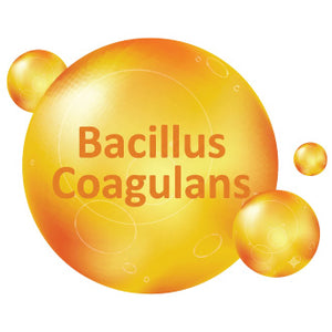 Bacillus Coagulans