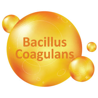Bacillus Coagulans