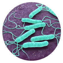 Lactobacillus crispatus