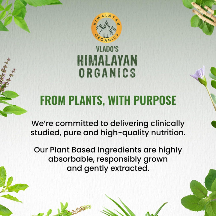 Vlado's Himalayan Organics Ginkgo Biloba for Healthy Brain Functions - 60 Capsules