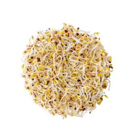 Alfalfa (Medicago sativa)