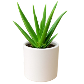 Aloe-Vera