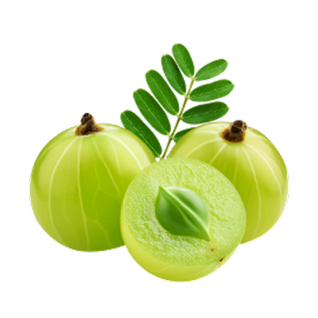 Amla (Phyllanthus emblica)