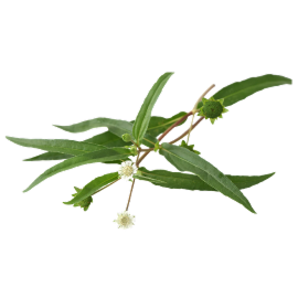 Bhringraj