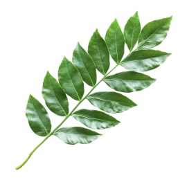 Curry-Leaf